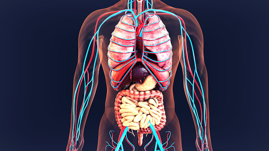 Belajar Biologi Lewat Simulasi Tubuh Manusia 3D